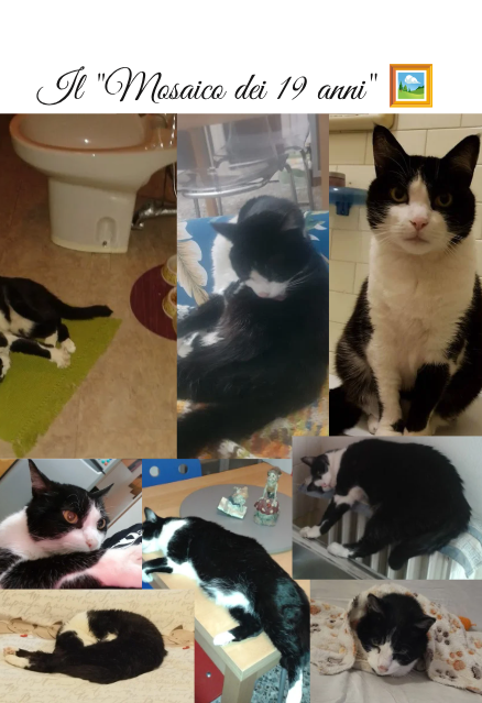 Lino - Diciannove anni in punta di zampe (Libro Cartaceo) - immagine 3