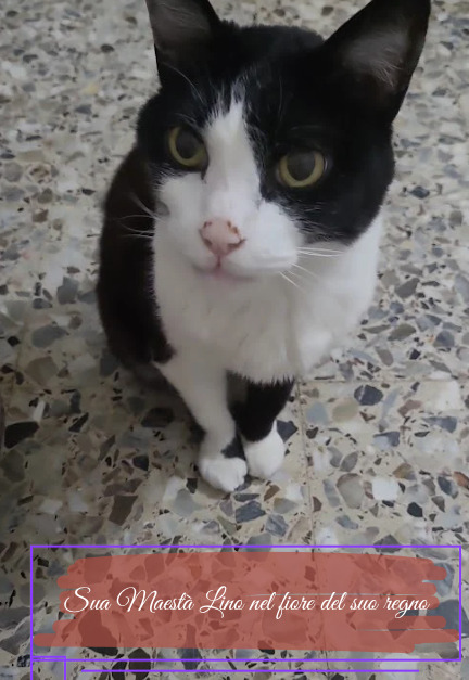 Lino - Diciannove anni in punta di zampe (Libro Cartaceo) - immagine 5